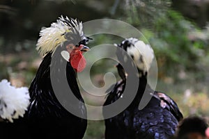 White crested black polish rooster cockerel