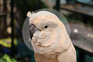White -crested cockatoo