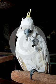 White Crested Cockatoo