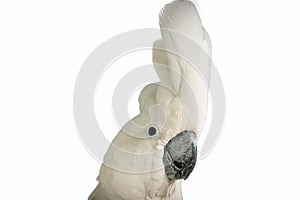 White -crested cockatoo isolated