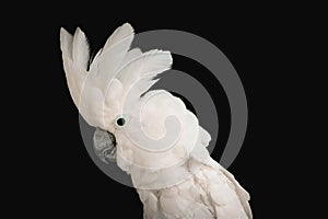 White -crested cockatoo isolated