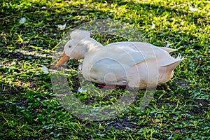 A White Crested Duck in Orlando, Florida