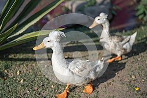 A white crested white duck walk in the garden