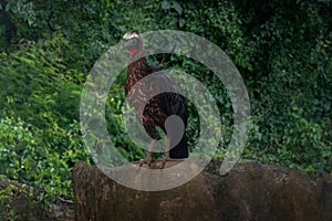 White-crested Guan bird