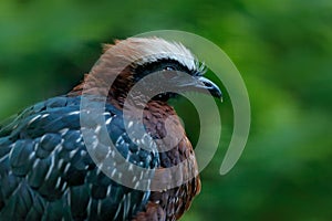 White-crested Guan, Penelope pileata, rare bird from Brazil. Big black bird with red crest. Guan in green vegetation, nature habit