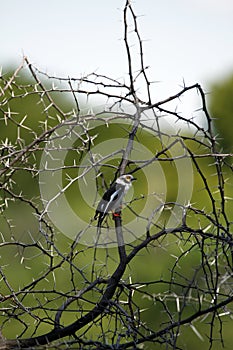 White-Crested Helmet-Shrike photo