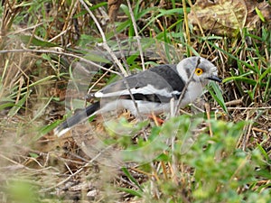White-crested helmetshrike isolated in the wild
