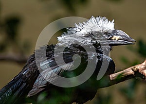 White-crested Hornbill (Berenicornis comatus) - Forest Guardian