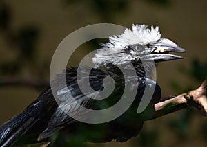 White-crested Hornbill (Berenicornis comatus) - Forest Guardian