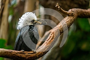 A White-Crested Hornbill sitting on a branch pondering his next move