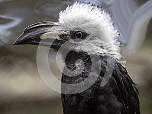 White-crested hornbill, Tropicranus albocristatus albocristatus, smaller hornbill with striking white head