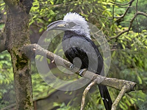 White-crested hornbill, Tropicranus albocristatus albocristatus, smaller hornbill with striking white head