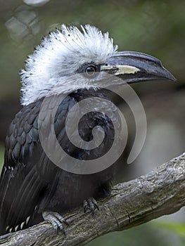 White-crested hornbill, Tropicranus albocristatus albocristatus, smaller hornbill with striking white head