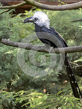 White-crested hornbill, Tropicranus albocristatus albocristatus, smaller hornbill with striking white head