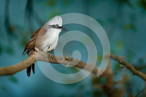 White-Crested Laughing Thrush