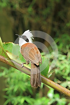 White Crested Laughing Thrush bird