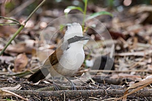 The White-crested Laughing Thrush bird