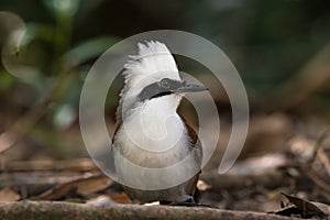 The White-crested Laughing Thrush bird