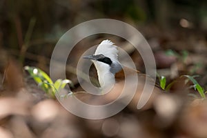 The White-crested Laughing Thrush bird