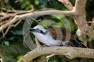 White-crested laughing thrush. perched on a tree branch