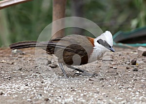 White crested laughingthrush