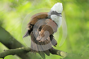White crested laughingthrush