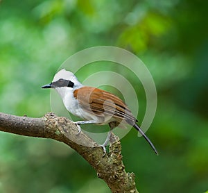 White-crested Laughingthrush