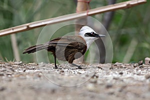 White crested laughingthrush