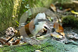 White-crested Laughingthrush perching on a rotten wood with some mos