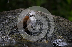 White-crested Laughingthrush standing beside a pool of water in the forest