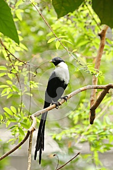 Blanco crestado sagrado 