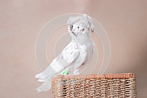 White crested pigeon flirts on a woven basket