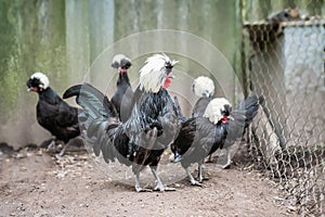 White crested Polish rooster and hens in a farm yard