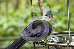 The white-crested turaco