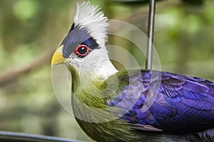 The white-crested turaco