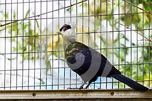 White-Crested Turaco Bird in the cage in a zoo.