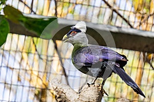 White-Crested Turaco Bird in the cage in a zoo.