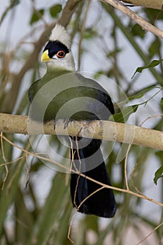 White-crested Turaco II (Tauraco leucolophus)