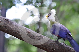 White-crested turaco