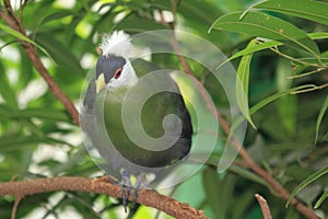 White-crested turaco