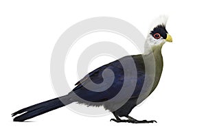 White-crested turaco, Tauraco leucolophus, isolated on white