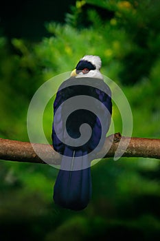 White-crested Turaco, Turaco leucolophus, rare coloured green bird with white head, in nature habitat. Turaco sitting on the branc