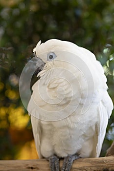 White-crested yellow-crested cockatoo (Cacatua sulphurea