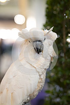 White-crested yellow-crested cockatoo (Cacatua sulphurea