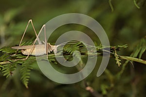 White Cricket with long antenne on a green leaf. photo