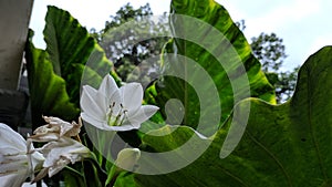 Blanco flor sobre el fresco naturaleza 