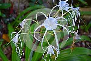 White Crinum Latifolium Lily flower, herbaceous perennial flowering plant in the amaryllis family, Amaryllidaceae, delicate spider