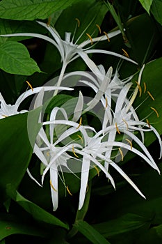 White Crinum Lillies in Rain Forest