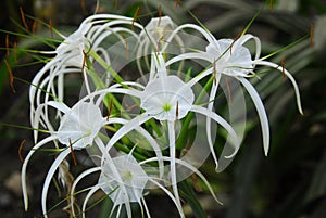 White crinum spiderlily Flower
