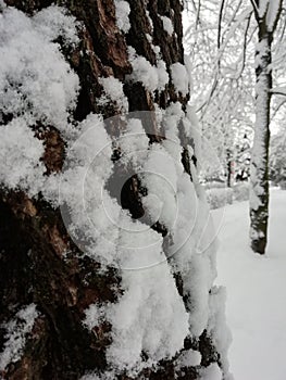 White cristals of snow on the tronc of the tree in the park photo
